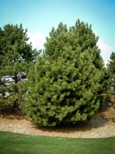 Сосна Чёрная (Pinus Nigra) купить по цене от 270.00р. в интернет-магазине «Посадика» с доставкой почтой в в Лихославлье и по всей России – [изображение №1].