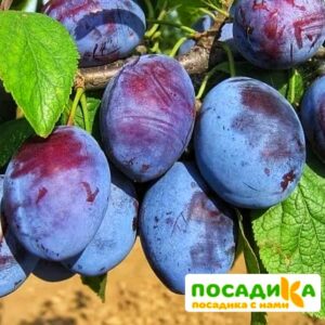 Слива Чачакская ранняя купить по цене от 229.00р. в интернет-магазине «Посадика» с доставкой почтой в в Лихославлье и по всей России – [изображение №1].