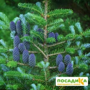 Пихта корейская (Abies koreana) купить по цене от 450.00р. в интернет-магазине «Посадика» с доставкой почтой в в Лихославлье и по всей России – [изображение №1].