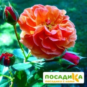 Роза Арабия купить по цене от 350.00р. в интернет-магазине «Посадика» с доставкой почтой в в Лихославлье и по всей России – [изображение №1].