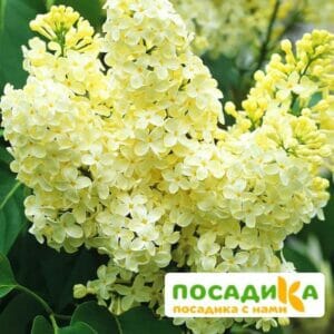 Сирень Примроуз (Primrose) купить по цене от 529.00р. в интернет-магазине «Посадика» с доставкой почтой в в Лихославлье и по всей России – [изображение №1].