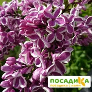 Сирень Сенсация купить по цене от 529.00р. в интернет-магазине «Посадика» с доставкой почтой в в Лихославлье и по всей России – [изображение №1].