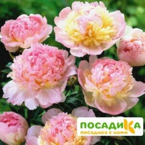 Пион Распберри Сандей (Paeonia Raspberry Sundae) купить по цене от 959р. в интернет-магазине «Посадика» с доставкой почтой в в Лихославлье и по всей России – [изображение №1].