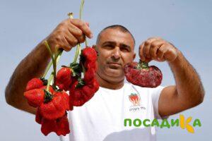 Клубника Гигант Джорнея купить по цене от 266р. в интернет-магазине «Посадика» с доставкой почтой в в Лихославлье и по всей России – [изображение №1].