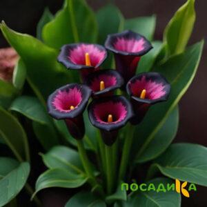 Калла Аура Лейс купить по цене от 400р. в интернет-магазине «Посадика» с доставкой почтой в в Лихославлье и по всей России – [изображение №1].