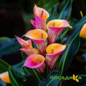 Калла Оникс купить по цене от 450р. в интернет-магазине «Посадика» с доставкой почтой в в Лихославлье и по всей России – [изображение №1].