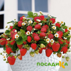 Клубника Рубиновый Шепот (горшечная) купить по цене от 240р. в интернет-магазине «Посадика» с доставкой почтой в в Лихославлье и по всей России – [изображение №1].