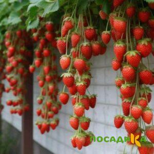 Клубника вьющаяся Комплимент купить по цене от 470р. в интернет-магазине «Посадика» с доставкой почтой в в Лихославлье и по всей России – [изображение №1].