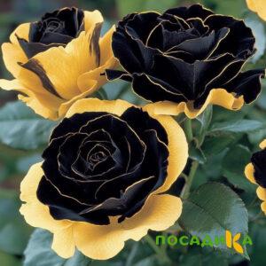 Роза Ханни Сикл купить по цене от 700р. в интернет-магазине «Посадика» с доставкой почтой в в Лихославлье и по всей России – [изображение №1].