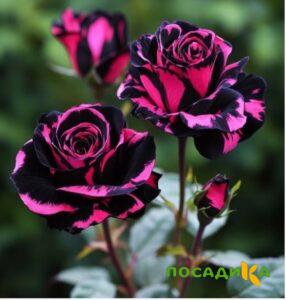 Роза Багровый Шепот купить по цене от 366р. в интернет-магазине «Посадика» с доставкой почтой в в Лихославлье и по всей России – [изображение №1].