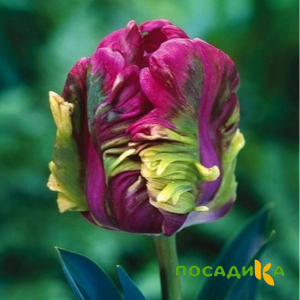 Тюльпан Экзотик Хэвен купить по цене от 186р. в интернет-магазине «Посадика» с доставкой почтой в в Лихославлье и по всей России – [изображение №1].