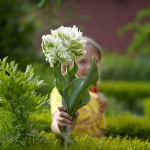 Тюльпан Супер Пэррот купить по цене от 360р. в интернет-магазине «Посадика» с доставкой почтой в в Лихославлье и по всей России – [изображение №1].