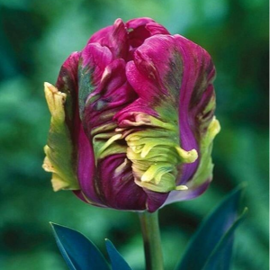 Тюльпан Экзотик Хэвен купить по цене от 186р. в интернет-магазине «Посадика» с доставкой почтой в в Лихославлье и по всей России – [изображение №1].