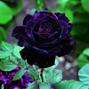 Роза Блэк Пантер купить по цене от 319р. в интернет-магазине «Посадика» с доставкой почтой в в Лихославлье и по всей России – [изображение №1].