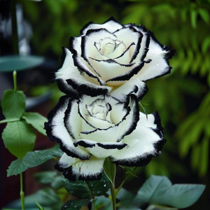 Роза Силк Ивин купить по цене от 319р. в интернет-магазине «Посадика» с доставкой почтой в в Лихославлье и по всей России – [изображение №1].