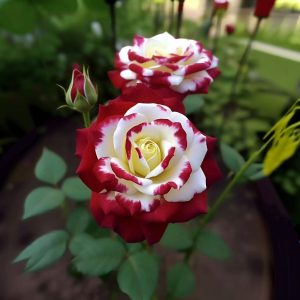 Роза Роял Глом купить по цене от 401р. в интернет-магазине «Посадика» с доставкой почтой в в Лихославлье и по всей России – [изображение №1].