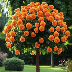 Роза Солнечный Шарм купить по цене от 349р. в интернет-магазине «Посадика» с доставкой почтой в в Лихославлье и по всей России – [изображение №1].