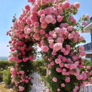 Роза Пастель Розе купить по цене от 605р. в интернет-магазине «Посадика» с доставкой почтой в в Лихославлье и по всей России – [изображение №1].