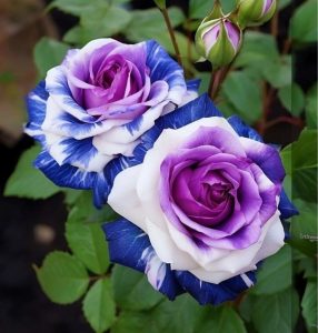 Роза Айвори Каскад купить по цене от 420р. в интернет-магазине «Посадика» с доставкой почтой в в Лихославлье и по всей России – [изображение №1].