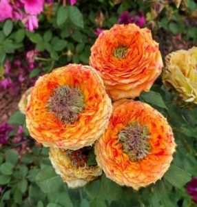 Роза Золотой Мираж купить по цене от 420р. в интернет-магазине «Посадика» с доставкой почтой в в Лихославлье и по всей России – [изображение №1].