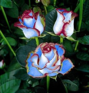 Роза Сафайер Пэтл купить по цене от 450р. в интернет-магазине «Посадика» с доставкой почтой в в Лихославлье и по всей России – [изображение №1].